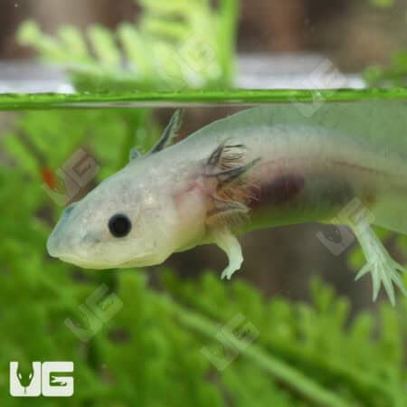 Hypo Melanistic Axolotls For Sale - Underground Reptiles