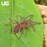 Indian Violet Tarantulas For Sale - Underground Reptiles