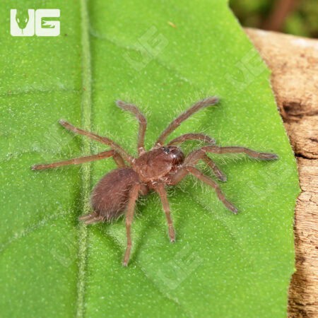 Indian Violet Tarantulas For Sale - Underground Reptiles