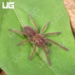 Indian Violet Tarantulas For Sale - Underground Reptiles