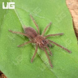 Indian Violet Tarantulas For Sale - Underground Reptiles