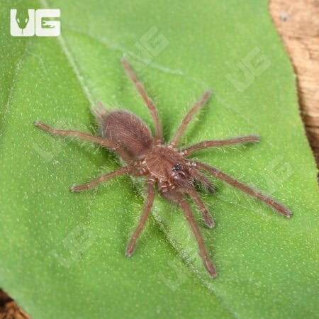 Indian Violet Tarantulas For Sale - Underground Reptiles