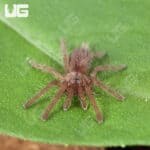 Indian Violet Tarantulas For Sale - Underground Reptiles