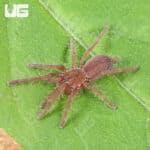 Indian Violet Tarantulas For Sale - Underground Reptiles