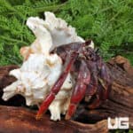 Hermit Crab (Coenobita clypeatus) For Sale - Underground Reptiles