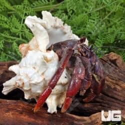 Hermit Crab (Coenobita clypeatus) For Sale - Underground Reptiles