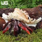 Hermit Crab (Coenobita clypeatus) For Sale - Underground Reptiles