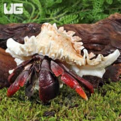 Hermit Crab (Coenobita clypeatus) For Sale - Underground Reptiles