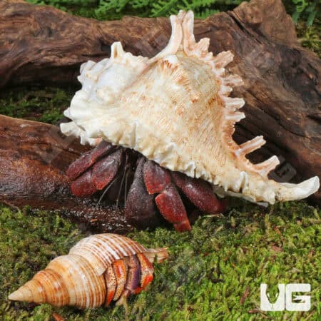 Hermit Crab (Coenobita clypeatus) For Sale - Underground Reptiles