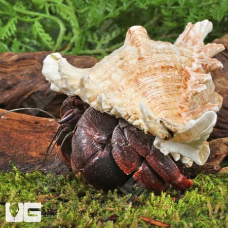 Hermit Crab (Coenobita clypeatus) For Sale - Underground Reptiles