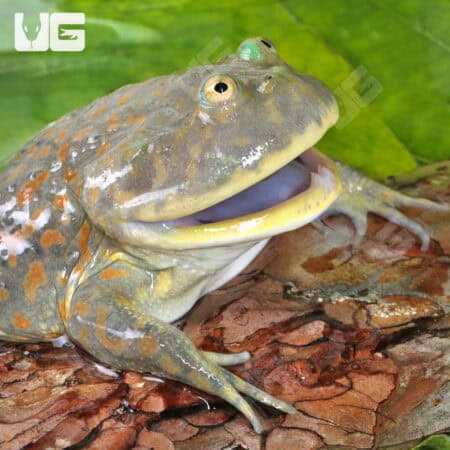 Juvenile Budgett’s Frog For Sale - Underground Reptiles