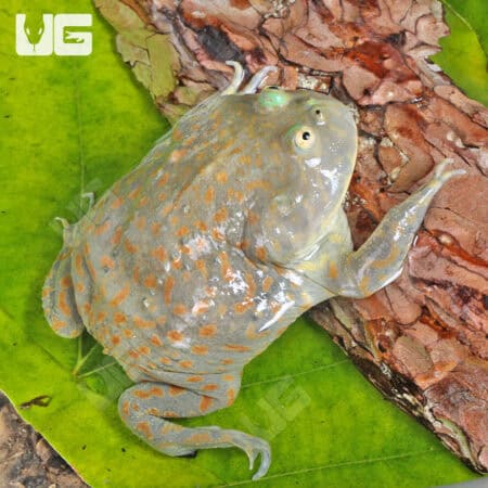 Juvenile Budgett’s Frog For Sale - Underground Reptiles