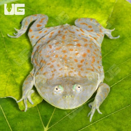 Juvenile Budgett’s Frog For Sale - Underground Reptiles