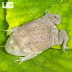 Juvenile Budgett’s Frog For Sale - Underground Reptiles