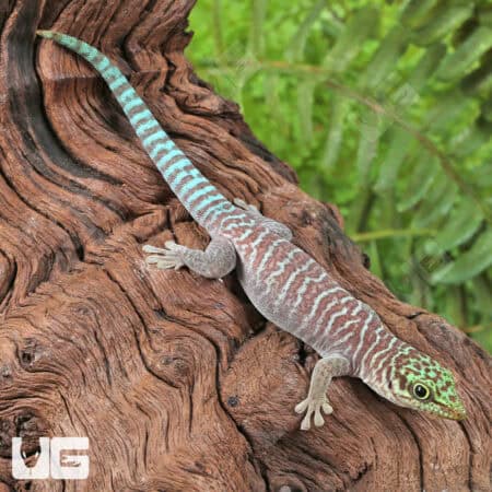 Juvenile Standings Day Gecko For Sale - Underground Reptiles