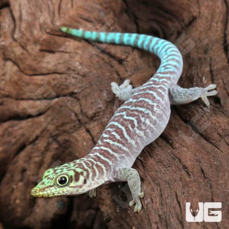 Juvenile Standings Day Gecko For Sale - Underground Reptiles