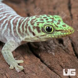Juvenile Standings Day Gecko For Sale - Underground Reptiles