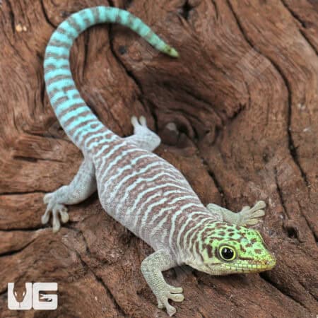 Juvenile Standings Day Gecko For Sale - Underground Reptiles