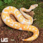 Blackhead Red Gene Dreamsicle Ball Python For Sale - Underground Reptiles