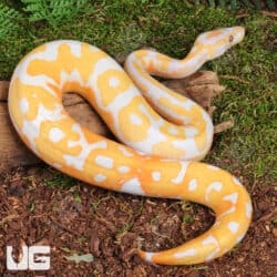 Blackhead Red Gene Dreamsicle Ball Python For Sale - Underground Reptiles