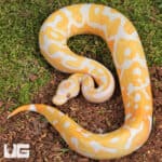 Blackhead Red Gene Dreamsicle Ball Python For Sale - Underground Reptiles