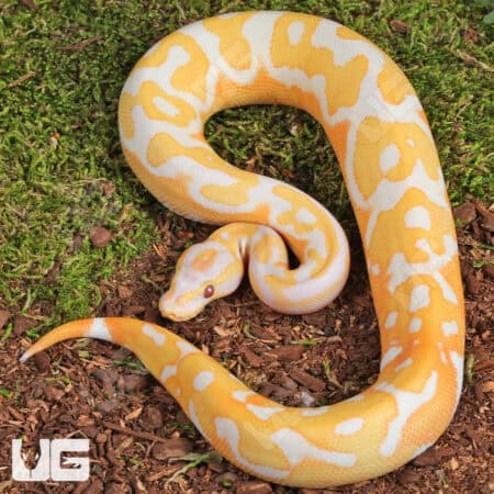 Blackhead Red Gene Dreamsicle Ball Python For Sale - Underground Reptiles