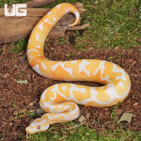 Blackhead Red Gene Dreamsicle Ball Python For Sale - Underground Reptiles