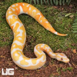 Blackhead Red Gene Dreamsicle Ball Python For Sale - Underground Reptiles