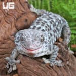 Blue Granite Tokay Gecko for sale - Underground Reptiles