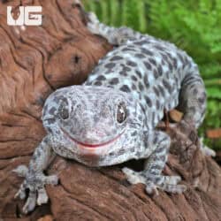 Blue Granite Tokay Gecko for sale - Underground Reptiles