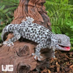 Blue Granite Tokay Gecko for sale - Underground Reptiles