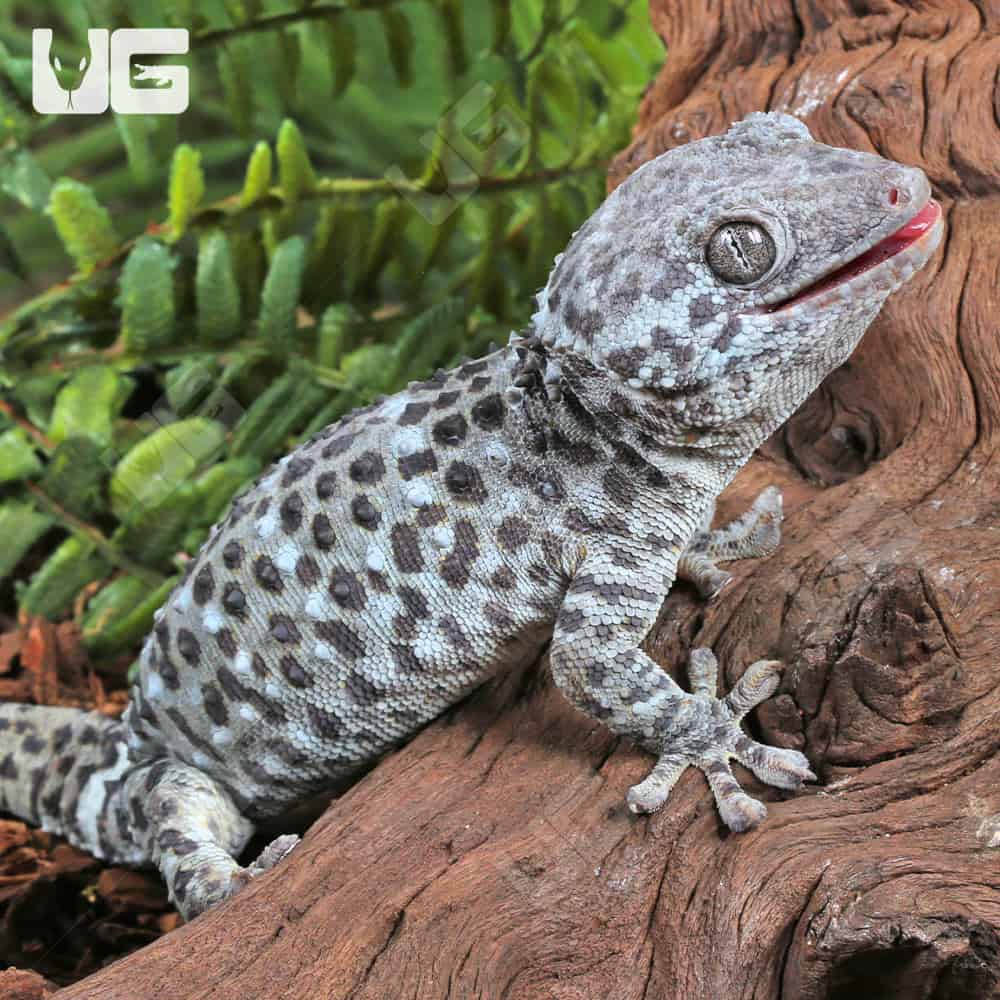 Blue Granite Tokay Gecko for sale - Underground Reptiles, image size:1000x1000