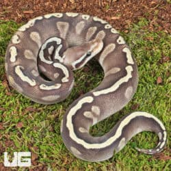 Pick Your Price Ball Pythons!