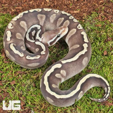 Ball Python for Sale - Unique Morphs & Affordable Prices.