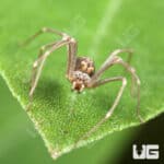 Northern Violin Spiders (Loxosceles simillima) For Sale - Underground Reptiles
