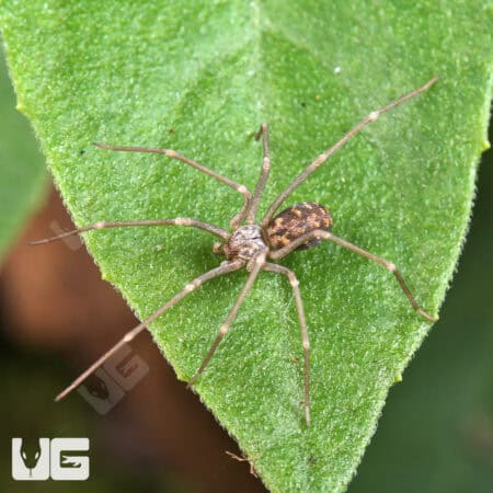 Northern Violin Spiders (Loxosceles simillima) For Sale - Underground Reptiles