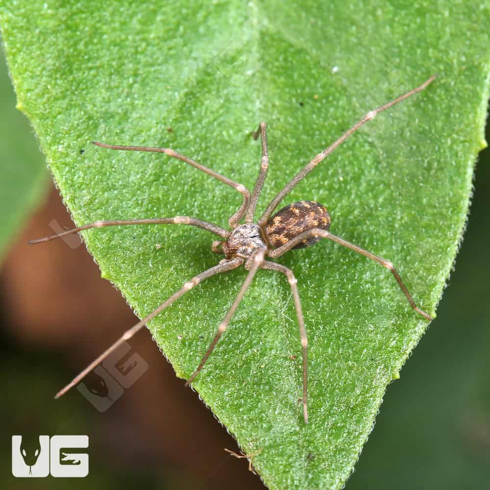 Northern Violin Spiders (Loxosceles simillima) For Sale - Underground Reptiles