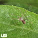 Northern Violin Spiders (Loxosceles simillima) For Sale - Underground Reptiles