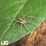 Northern Violin Spiders (Loxosceles simillima) For Sale - Underground Reptiles