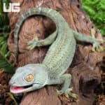 Powder Blue Patternless Tokay Gecko for sale - Underground Reptiles