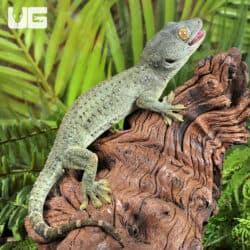 Powder Blue Patternless Tokay Gecko for sale - Underground Reptiles