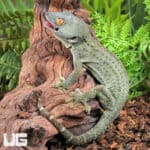 Powder Blue Patternless Tokay Gecko for sale - Underground Reptiles