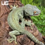 Powder Blue Patternless Tokay Gecko for sale - Underground Reptiles