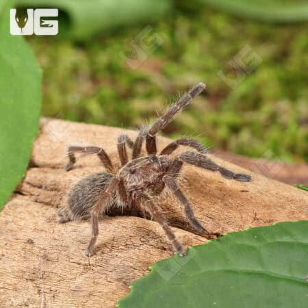 Rear Horn Baboon Tarantula crawling on wood with green leaves in the background.