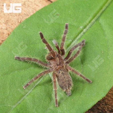 Rear Horn Baboon Tarantula on green leaf, close-up view.