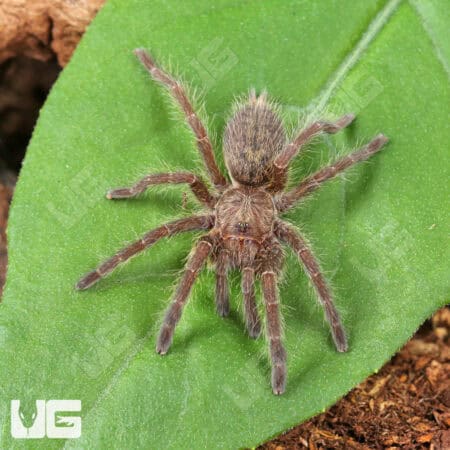 Rear Horn Baboon Tarantula (0.5 - 0.75'') on green leaf, close-up view.