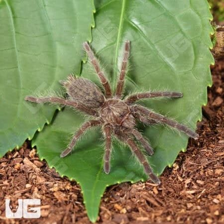 Rear Horn Baboon Tarantula (Ceratogyrus darlingi) For Sale - Underground Reptiles