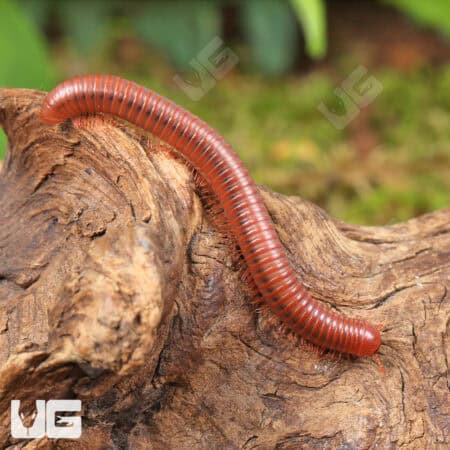 Scarlet Millipede For Sale - Underground Reptiles