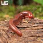 Scarlet Millipede For Sale - Underground Reptiles