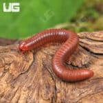 Scarlet Millipede For Sale - Underground Reptiles